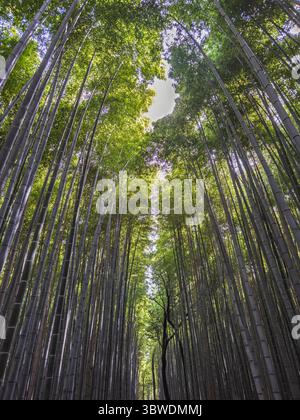 Beliebte Attraktionen in Japan Stockfoto