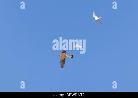 Kleine Seeschwalbe Sterna albifrons, 2 Erwachsene Mobbing gemeiner Turmfalke Falco tinnunkulus, erwachsener Rüde im Flug, Suffolk, England, Juni Stockfoto