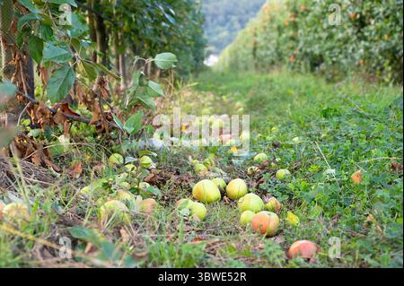 Reife Gefallene Äpfel Auf Dem Boden, Gesunde Früchte Auf Der Platte, Ernte Im Sommer Oder Herbst, Landwirtschaft Farm, Garten Stockfoto