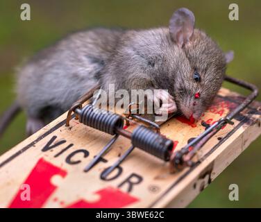 17. Dezember 2020, Elkton, OREGON, USA: Eine große Norwegerratte liegt tot in einer Fangfalle, nachdem sie in einer Scheune auf einer Farm in der Nähe von Elkton im ländlichen Westen Oregons gefangen wurde. Ratten kommen auf der ganzen Welt vor und werden oft mit menschlicher Aktivität und Müll in Verbindung gebracht. Sie können eine Vielzahl von Krankheiten übertragen, einschließlich Leptospirose, Pest, Rattenbissfieber, Salmonellose und Tularämie. (Bild: © Robin Loznak/ZUMA Wire) Stockfoto