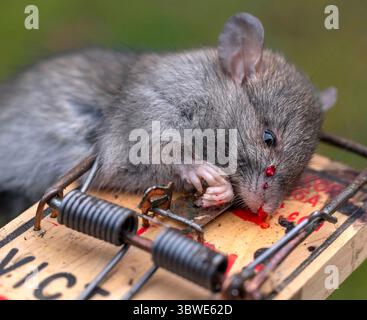 17. Dezember 2020, Elkton, OREGON, USA: Eine große Norwegerratte liegt tot in einer Fangfalle, nachdem sie in einer Scheune auf einer Farm in der Nähe von Elkton im ländlichen Westen Oregons gefangen wurde. Ratten kommen auf der ganzen Welt vor und werden oft mit menschlicher Aktivität und Müll in Verbindung gebracht. Sie können eine Vielzahl von Krankheiten übertragen, einschließlich Leptospirose, Pest, Rattenbissfieber, Salmonellose und Tularämie. (Bild: © Robin Loznak/ZUMA Wire) Stockfoto