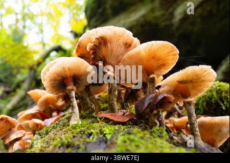 Lungenausternpilz wächst auf Einem moosbedeckten Baumstamm, Pleurotus Pulmonarius im Herbstwald Stockfoto