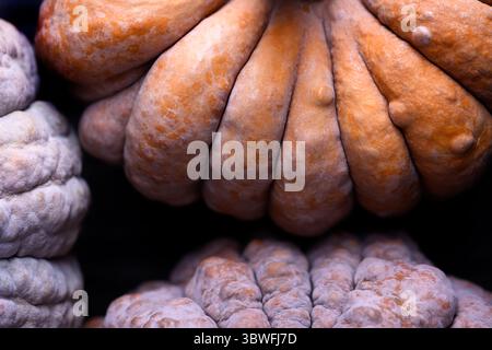Zerknitterte und mehrfarbige Haut aus schwarzem Futsu-Kürbis in detaillierter Nahaufnahme. Rustikale Bio-Textur, perfekt für saisonale Speisen und natürliche visuelle Themen Stockfoto