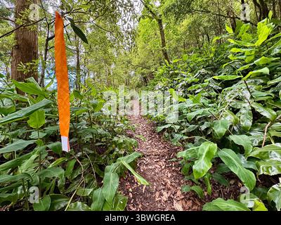 Trail Running Trail markiert durch dichten Wald während eines Wettkampfs auf den Azoren, Portugal Stockfoto