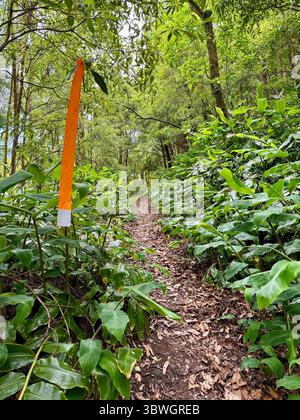 Trail Running Trail markiert durch dichten Wald während eines Wettkampfs auf den Azoren, Portugal Stockfoto