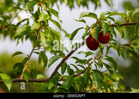 Nahaufnahme von zwei roten Pflaumen, die an einem Baumzweig hängen, mit grünen Blättern vor einem unscharfen, hellen Hintergrund. Stockfoto