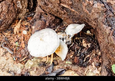 Hochwinkelaufnahme von kleinen weißen Wildpilzen, die zwischen Baumwurzeln und toten Blättern auf einem strukturierten Waldboden wachsen. Stockfoto