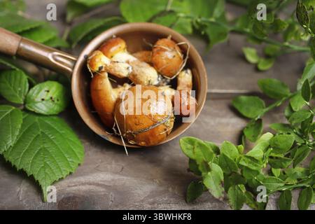 Pilze, die nach dem Regen frisch im Wald geerntet wurden. Pilzsaison Stockfoto