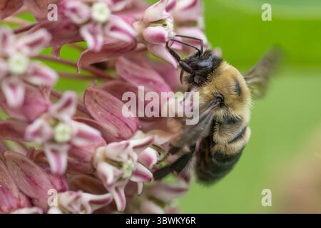 Nahaufnahme von zwei Hummeln (Bombus bimaculatus), die sich an einer gewöhnlichen Milkweed-Blüte mit verschwommenem Hintergrund ernähren Stockfoto