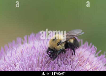 Hummel auf Purpurdistel auf Wildblumenwiese. Stockfoto
