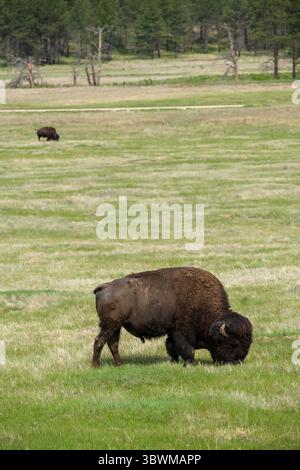 Ein einsamer amerikanischer Bison steht auf einer Hochgras-Prärie in South Dakota und repräsentiert die einheimische Tierwelt im Grasland der Great Plains. Stockfoto
