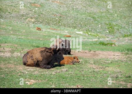 Zwei erwachsene Bisons und ein Baby-Bison grasen auf der offenen Prärie in South Dakota und zeigen die einheimische Tierwelt im Grasland der Great Plains. Stockfoto