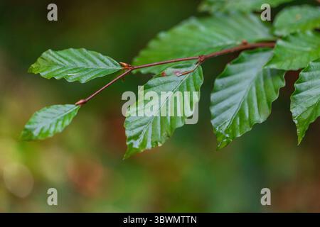 Zweig mit gezackten, glänzenden Buchenblättern in weichem Waldlicht – natürliche Hintergrundstruktur Stockfoto