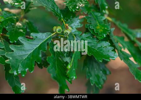 Eichenbaumzweig mit Blättern und unreifen Eicheln in weichem natürlichem Licht – Makronaturfotografie Stockfoto