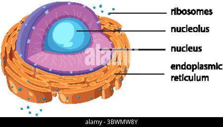 Bunte Vektorillustration einer tierischen Zelle, die Kerne, Nucleolus, Ribosomen und endoplasmatisches Retikulum mit markierten Teilen hervorhebt Stock Vektor