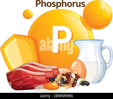 Farbenfroher Vektor mit flachem Design zeigt Phosphorquellen wie Käse, Fleisch, Eier, Bohnen und Milch mit fettgedrucktem Symbol und sauberer Zusammensetzung Stock Vektor