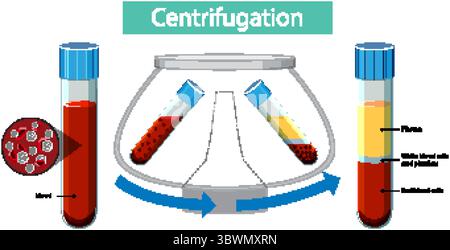 Vektor-Illustration der Zentrifugation von Blutproben, die Trennung in Plasma, weiße Blutkörperchen und rote Blutkörperchen in Reagenzgläsern zeigt Stock Vektor