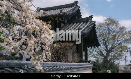 Weiße Kirschblüten in voller Blüte füllen die Luft und den Innengarten hinter dem Sanmon-Tor des Jigen-JI-Tempels, einem historischen buddhistischen Tempel in einem F Stockfoto
