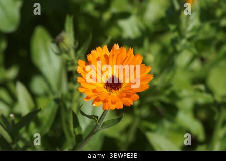 Orangenblume von Calendula officinalis, Marias Gold, Ringelblume, die Ringelblume, Scotch Ringelblume, oder Ruddles. Familie Daisy, Asteraceae. Stockfoto