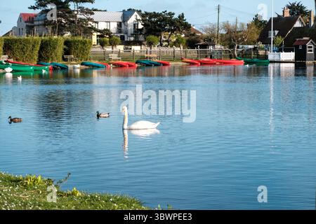 Weißer Schwan und zwei Enten schwimmen auf Thorpeness Meare mit farbenfrohen Kanus und Gebäuden am fernen Ufer unter klarem Himmel. Suffolk, England. Stockfoto