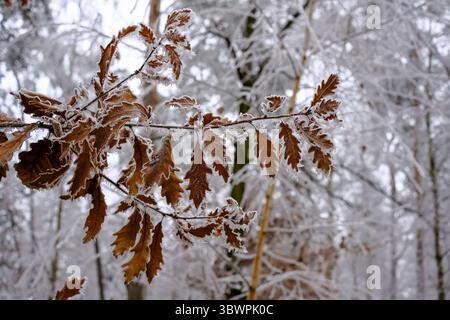 Nahaufnahme von eisbedeckten Eichenblättern an einem kalten Wintertag im Wald. Stockfoto