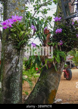 Lila Orchideen wachsen auf Baumstämmen in einem tropischen ländlichen Gebiet, mit sichtbaren Flechten, grünen Blättern und einem roten Wagenrad im Hintergrund. Stockfoto