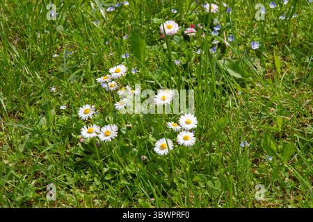 Weiße Wildblume. Kleine Feldblumen. Chamomiles an sonnigen Sommertagen. Kamillentee. Heilpflanze. Weiße Blumen für Hintergrund, Post Stockfoto