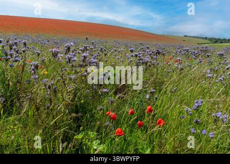 Thistle und Mohnblumen in großer Zahl an sonnigen Tagen Stockfoto