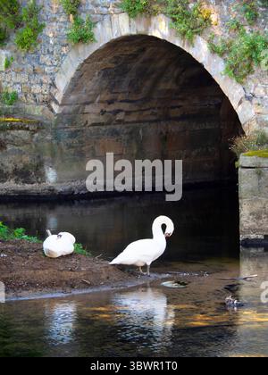 Zwei ruhende Schwäne an Abingdons schöner mittelalterlicher Steinbrücke auf der Themse, an einem Frühlingsmorgen. Die Brücke wurde 1416 begonnen und 1422 mit lokalem Kalkstein fertiggestellt. Es wurde von Abingdons religiöser Gilde, der Bruderschaft des Heiligen Kreuzes, finanziert. Stockfoto