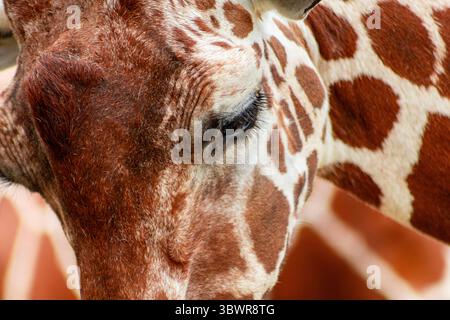 Auge und Fell der Giraffe werden aus nächster Nähe erfasst, wodurch die einzigartigen Muster und Texturen des Fells hervorgehoben werden Stockfoto