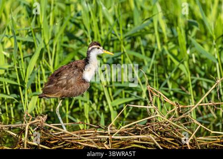 Nördliche Jacana (Jacana spinosa), Jungtiere am Ufer, Costa Rica, Limon, Tortuguero Nationalpark Stockfoto