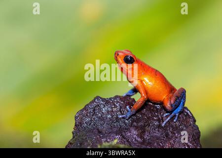 Erdbeergift-Arrow Frosch, Rot-und-blau giftpfeilfrosch, Flaming giftpfeil Frosch, Blue Jeans Poison Dart Frog (Dendrobates pumilio, Oophaga pu Stockfoto
