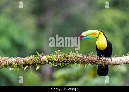 Kielschnabeltukan, Schwefelbrust-Tukan, Keel-Tukan, Regenbogenschnabeltukan (Ramphastos sulfuratus), befindet sich auf einem Zweig am Regenwald in Costa Rica Stockfoto