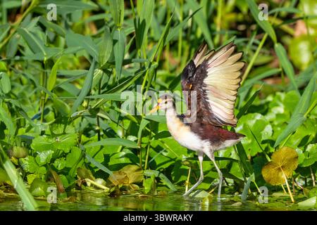 Nördliche Jacana (Jacana spinosa), Jugendliche Spaziergänge am Flussufer mit erhobenen Flügeln, Costa Rica, Limon, Tortuguero Nationalpark Stockfoto