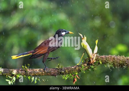 Montezuma oropendola (Psarocolius montezuma, Gymnostinops montezuma), Spaziergang auf einem Zweig im Regenwald, wenn es regnet, Costa Rica, Alajuela, Boca Stockfoto