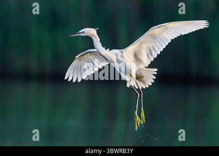 Kleiner Reiher (Egretta garzetta), vom Wasser aus, Seitenansicht, Italien, Toskana, Florenz Stockfoto