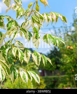 Aschenblatt-Ahorn, Kastenältesten (Acer negundo 'Flamingo', Acer negundo Flamingo), Blätter der Sorte Flamingo Stockfoto