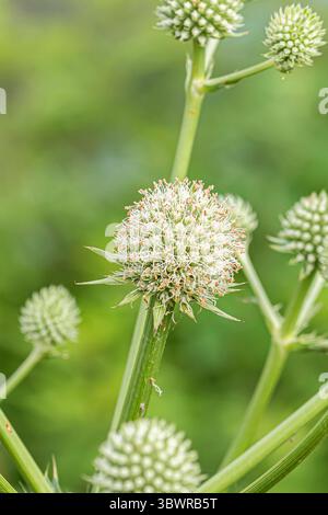 Button Snakeroot, Klapperschlange Meister (Eryngium yuccifolium), Blütenstände, Bundesrepublik Deutschland Stockfoto