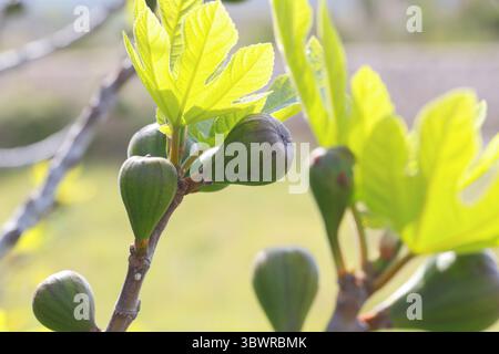 Speisefeige, gewöhnliche Feige, Figtree (Ficus carica), blühende Feigen, Kroatien Stockfoto