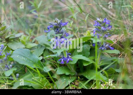 Bugleweed, Genf Signalhorn, Alpine Bugleweed (Ajuga Genevensis), blühen, Deutschland Stockfoto