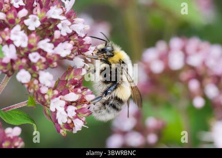 Weißschwanzhummel (Bombus lucorum), männlich auf wildem Origanum, Deutschland Stockfoto