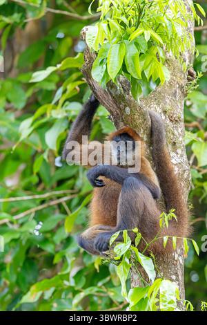 Geoffroy's Spinnenaffe, Schwarzhänder Spinnenaffe, Mittelamerikanischer Spinnenaffe (Ateles geoffroyi), männlicher Sitz auf einem Baum, Costa Rica, Limon, Tortu Stockfoto
