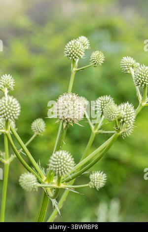 Button Snakeroot, Klapperschlange Meister (Eryngium yuccifolium), blühend Stockfoto