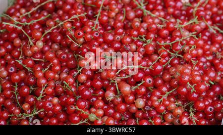 Makro frischer roter Johannisbeeren – natürliche Sommerfrüchte Stockfoto