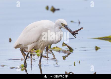 Reiher (Egretta garzetta), im Flachwasser mit einem gefangenen Wetterfisch im Schnabel, Deutschland, Bayern, Chiemsee Stockfoto