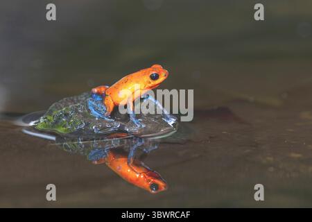 Erdbeergift-Arrow Frosch, Rot-und-blau giftpfeilfrosch, Flaming giftpfeil Frosch, Blue Jeans Poison Dart Frog (Dendrobates pumilio, Oophaga pu Stockfoto