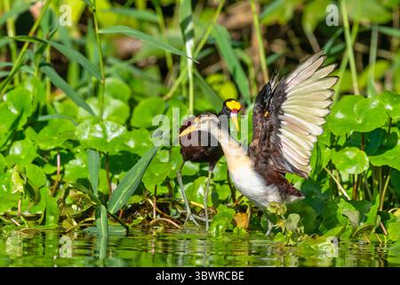 Nördliche Jacana (Jacana spinosa), Jungtiere steht am Ufer mit seinen Flügeln hoch, Costa Rica, Limon, Tortuguero Nationalpark Stockfoto