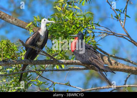 Prächtiger Fregattvogel, prächtiger Fregattvogel, Fregattenturm, man o' war (Fregata magnens), männlicher, der auf einer Mangrove am Tarcoles River thront Stockfoto