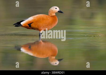 Roddy Shelte, Brahminy Ente (Tadorna ferruginea, Casarca ferruginea), Gander im flachen Wasser, Seitenansicht, Italien, Toskana, Peretola See, Fi Stockfoto