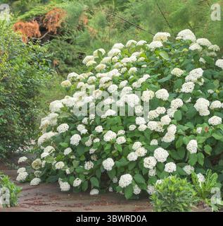 Wild Hortensie (Hydrangea Arborescens 'Grandiflora', Hydrangea Arborescens Grandiflora), Sorte Grandiflora, blühen im Garten Stockfoto